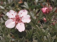 Potentilla nitida