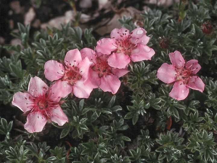 Potentilla nitida