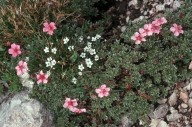 Potentilla nitida