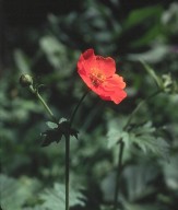 Geum coccineum