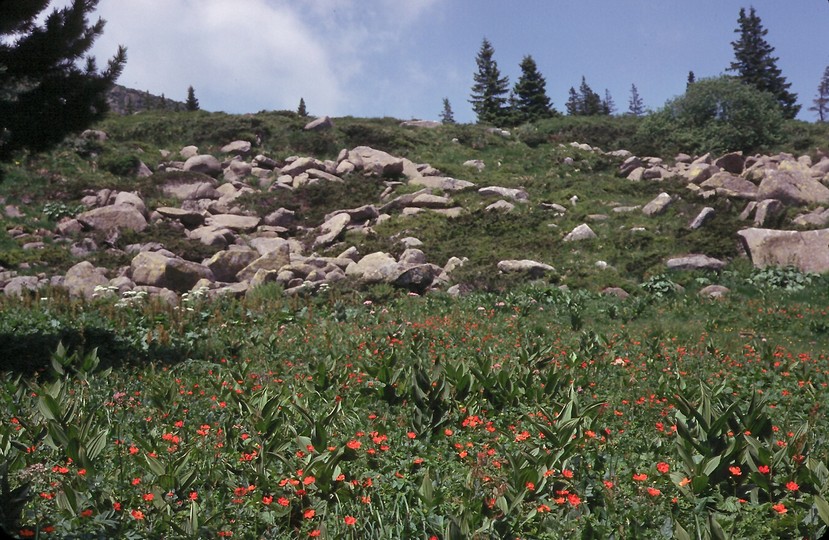 Geum coccineum