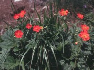 Geum coccineum