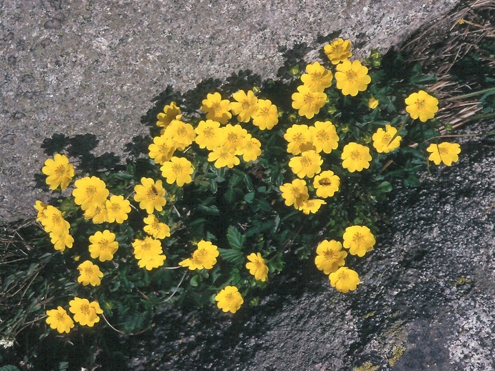 Potentilla aurea