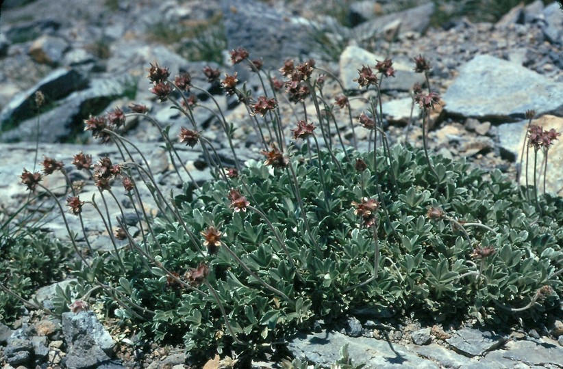 Potentilla deorum