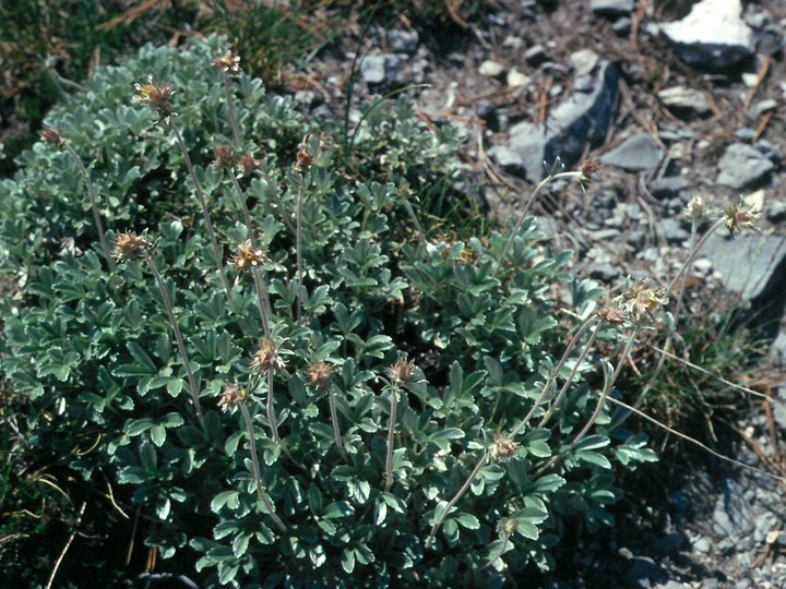 Potentilla deorum