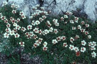 Potentilla clusiana