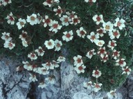 Potentilla clusiana