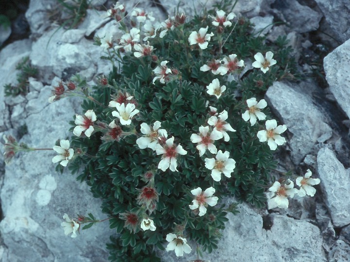 Potentilla clusiana