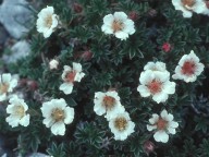 Potentilla clusiana