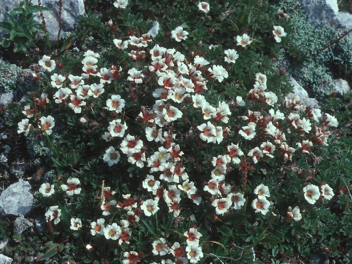 Potentilla clusiana