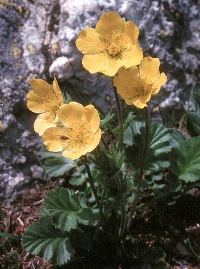 Geum montanum