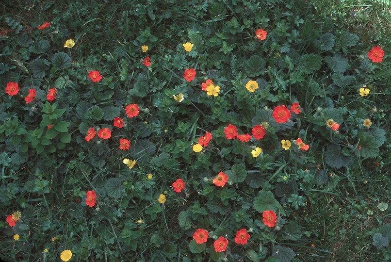 Geum coccineum