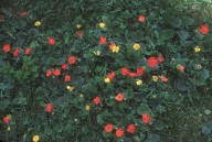 Geum coccineum