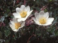 Dryas octopetala