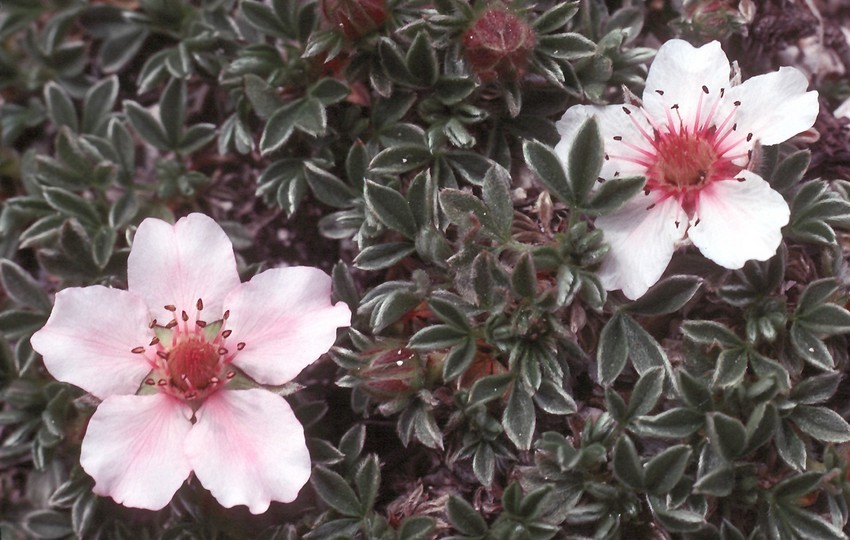 Potentilla nitida