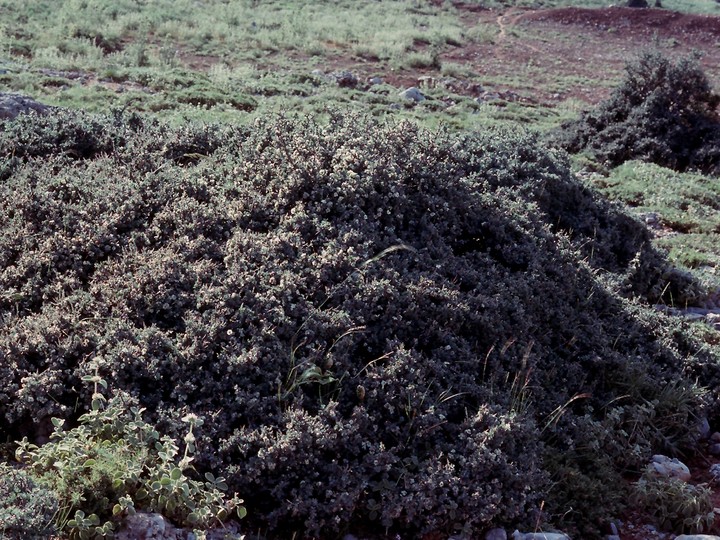 Crataegus pycnoloba