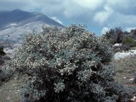 Crataegus pycnoloba