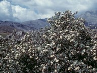 Crataegus pycnoloba