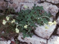 Potentilla speciosa