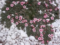 Potentilla nitida