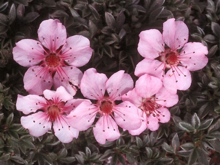 Potentilla nitida