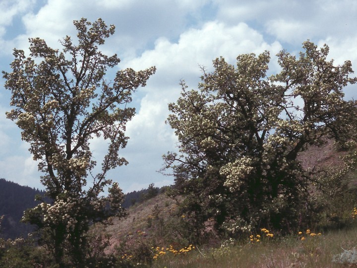 Crataegus sp.