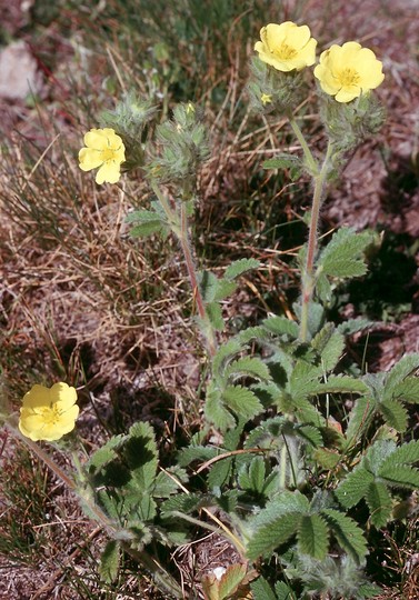 Potentilla sp.