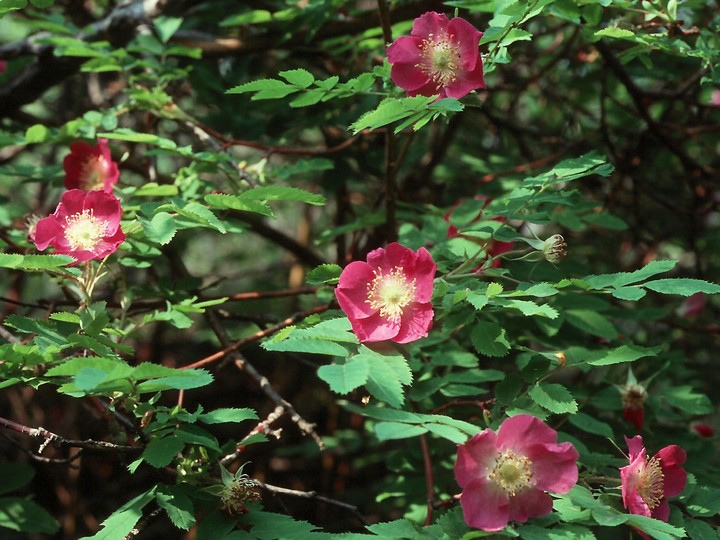 Rosa pendulina