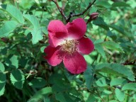 Rosa pendulina