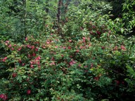 Rosa pendulina