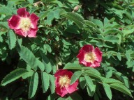 Rosa pendulina