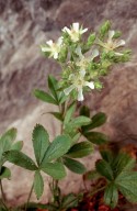 Potentilla caulescens