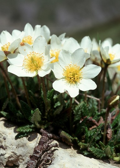 Dryas octopetala