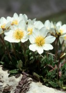 Dryas octopetala