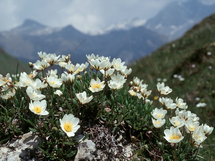 Dryas octopetala