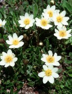 Dryas octopetala