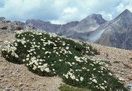 Dryas octopetala