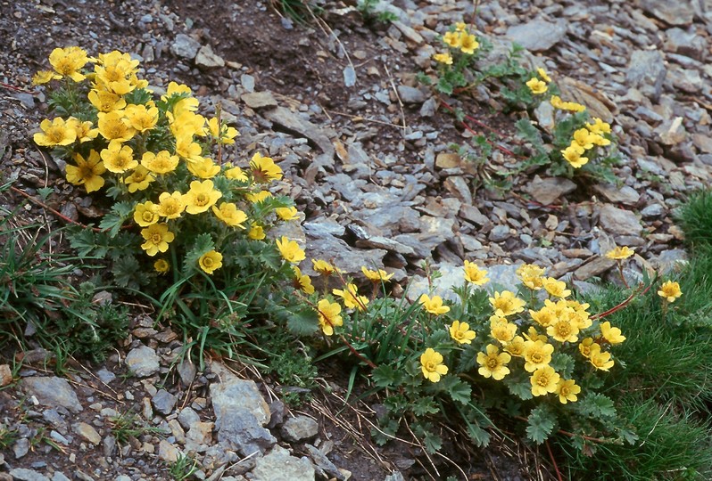 Geum reptans