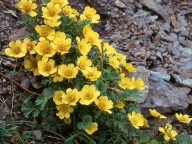 Geum reptans