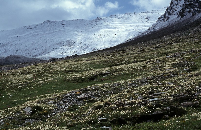 Dryas octopetala