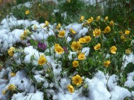 Geum montanum