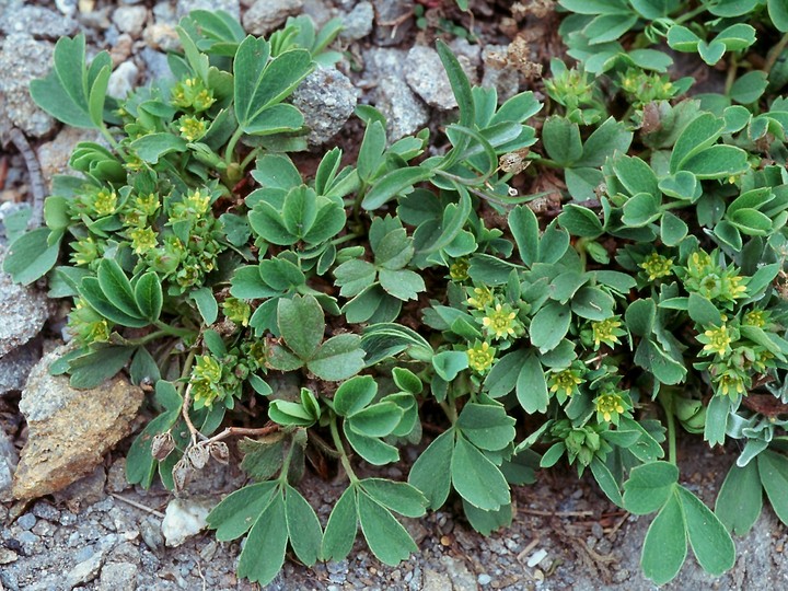 Sibbaldia procumbens