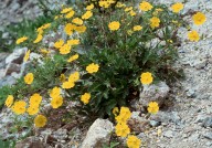 Potentilla grandiflora