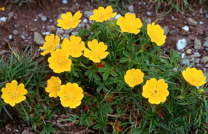 Potentilla aurea