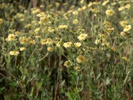 Potentilla recta