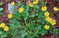 Potentilla brauniana