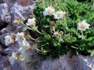 Potentilla clusiana