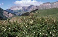 Rosa pimpinellifolia