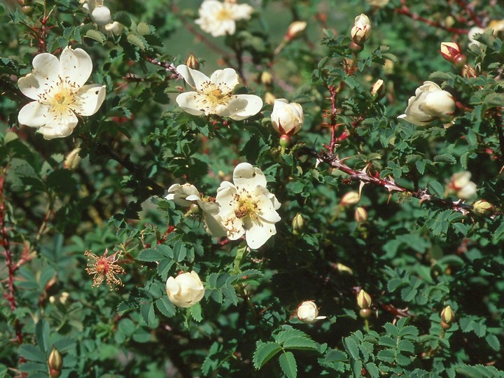 Rosa pimpinellifolia