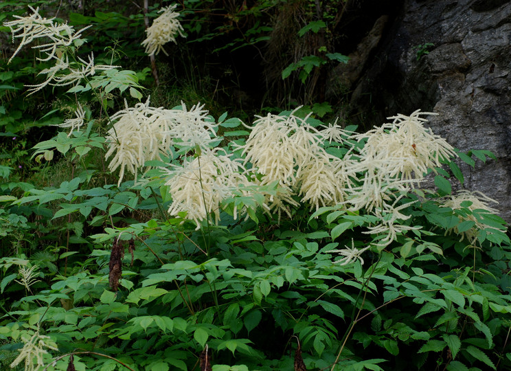 Aruncus dioicus